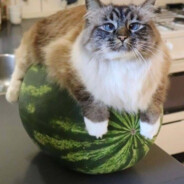 смотрите кот на арбузе апххапха