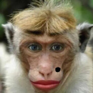 我是一只小猴子