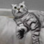 猫爷