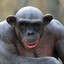 Hairless Ape