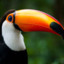 Thirsty Toucan