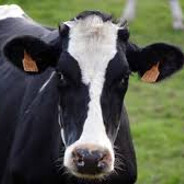 VACA LOLA