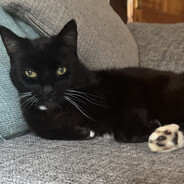 Tibbs avatar