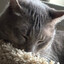Rem the Cat