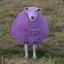 violettes Schaf