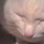 小猫，我要吃汉堡