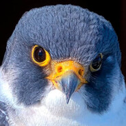 了解自身厨艺，发现食客品味，然后起锅烧油