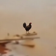 Wilson