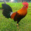 Chicken na Red