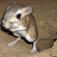 Milffy Mouse