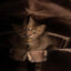 smelly cat