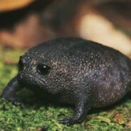 BUBULIS