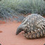 Pawky Pangolin