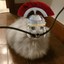 Cat_from_Legion