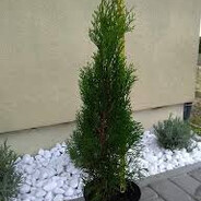 Szmaragdowy Pielgrzym