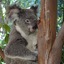 A Sneaky Koala