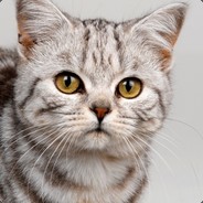 котик