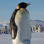 pinguim avassalador