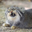 Manul