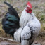 gallo