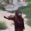 demanding monke