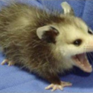 Stinky_Possum