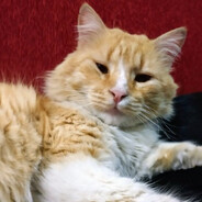 ulisito - steam id 76561198396437126