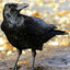 crow 3