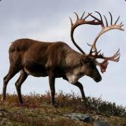 caribou