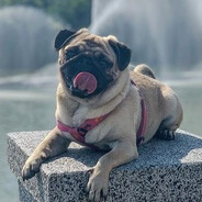 mops