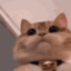 aksojotead