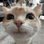 Mr.Sugar