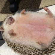 ТОЛСТЫЙ Ёжик