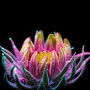 UV Spectrum
