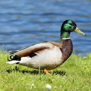 Eliasz - steam id 76561198172819761