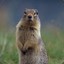 a cute groundhog