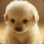 BABYDOG.