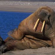 Diabetic Walrus - steam id 76561197971046250