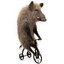Кумир Senior developer