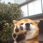 你不要命啦？！