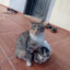 DİGGER