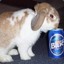 Drinking Bunny
