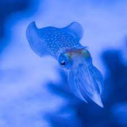Squid