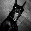 Dog Eater