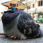 Mexican Pigeon