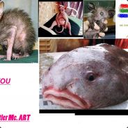 Brimms Pommorumbel III - V - VI