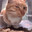 Mr. Whiskers