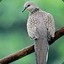 Spotted Dove