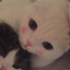 MuSang