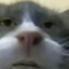 猎奇大利群